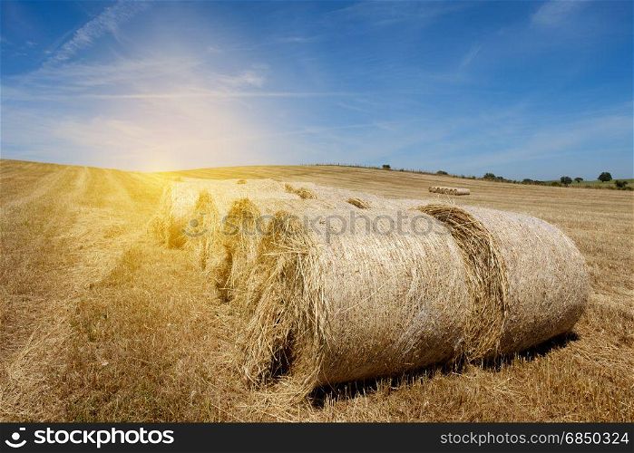 Farmland countryside landscape. Field of harvest wheat