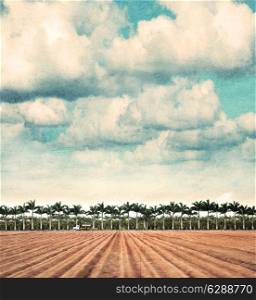 Farmland In Florida.Vintage Style Photo.