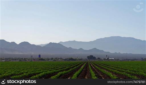 Farmland near Marana, Pima County, Arizona with the Santa Catalina Mountains visible in the background