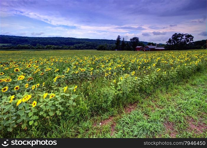 Farmland sunflower field. View of the farmland sunflower field.