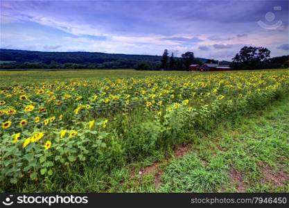 Farmland sunflower field. View of the farmland sunflower field.