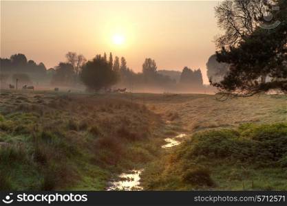 Farmland with sheep at dawn, Chipping Campden, Gloucestershire, England.