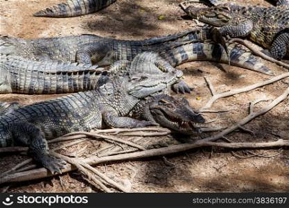 farms Crocodiles. Sleeping crocodiles