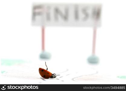 fast ladybug racer run to finish