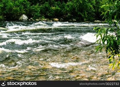Fast mountain river in rapid flow in the green forest