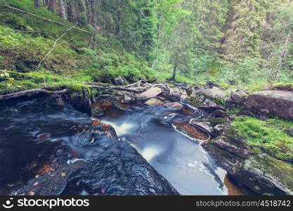 Fast stream in the woods