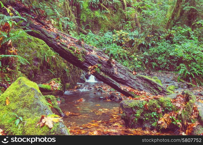 Fast stream in the woods