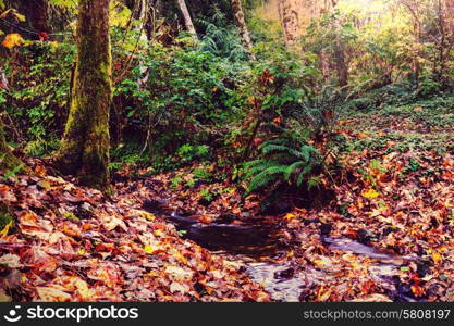 Fast stream in the woods