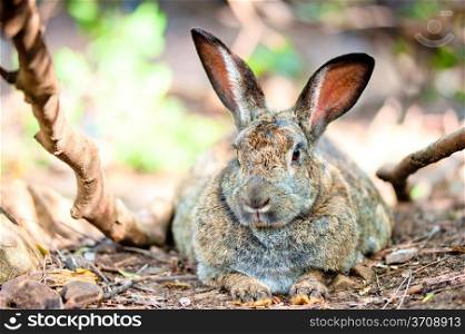 fat gray rabbit is resting on the ground in the shade of trees