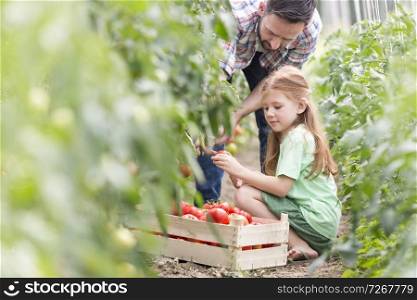 Father and daughter harvesting tomatoes at farm