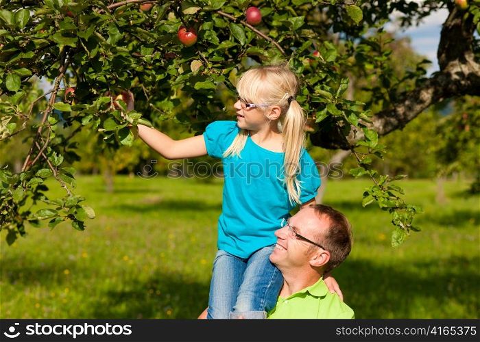 Father and daugther on his shoulders harvesting apples in a garden on a sunny day