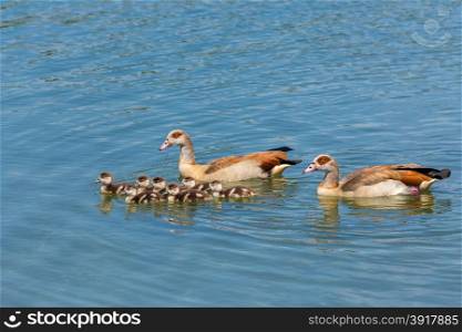 father and mother nile goose swimming on water with many newborn young