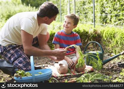 Father And Son Harvesting Carrots On Allotment