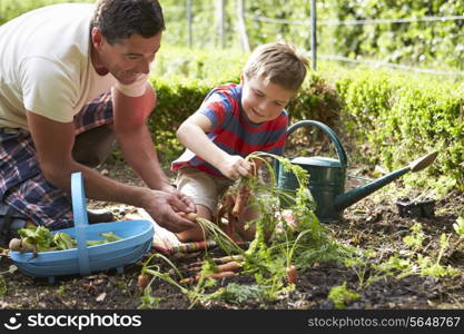 Father And Son Harvesting Carrots On Allotment
