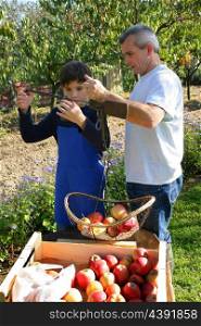 Father and son picking apples