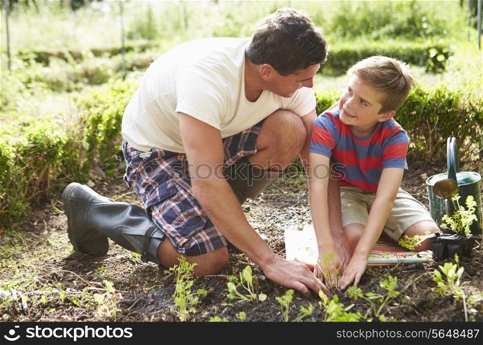 Father And Son Planting Seedling In Ground On Allotment