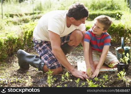 Father And Son Planting Seedling In Ground On Allotment