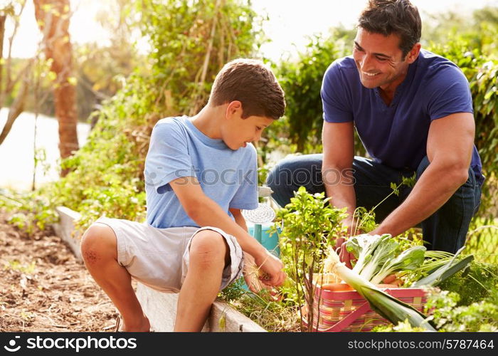 Father And Son Working On Allotment Together