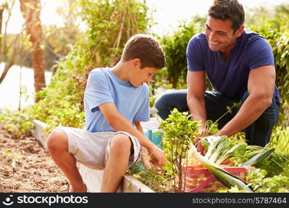 Father And Son Working On Allotment Together