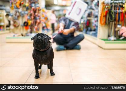 Father having fun with puppy in pet shop. Family chooses accessories in petshop, caring for domestic animals. Father having fun with puppy in pet shop