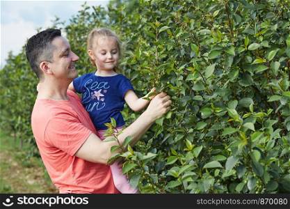 Father showing her daughter cherries growing in a orchard