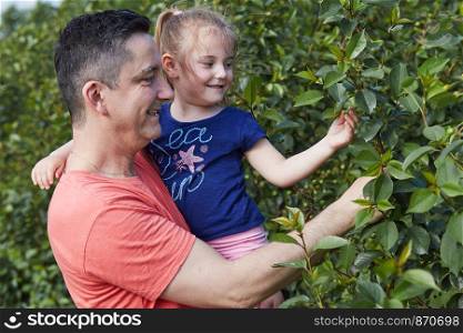 Father showing her daughter cherries growing in a orchard