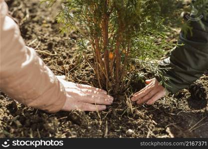 father son planting tree together outdoors