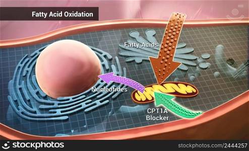 Fatty acid oxidation, the mitochondrial aerobic process of converting a fatty acid to acetyl 3d illustration. Fatty acid oxidation, the mitochondrial aerobic process of converting a fatty acid to acetyl