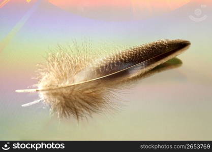 Feather