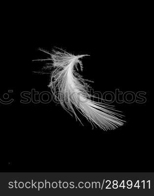 Feather