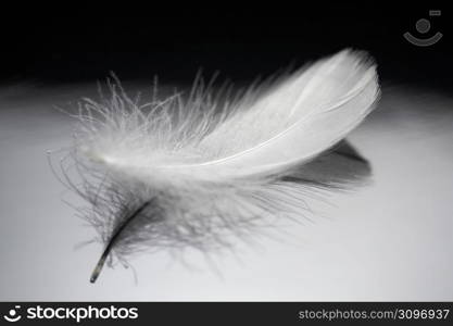 Feather