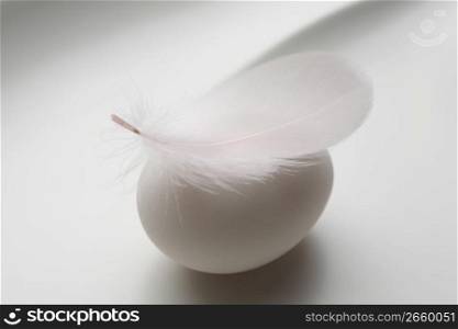 Feather and egg