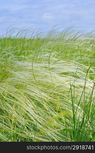 Feather grass swaying on a strong wind in the field