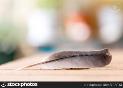 Feather is lying on a wooden desk, outside with copy space