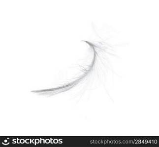 Feather isolated on white