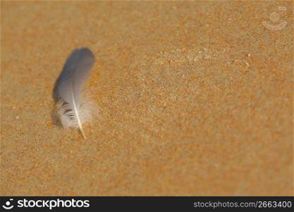 feather on a beach