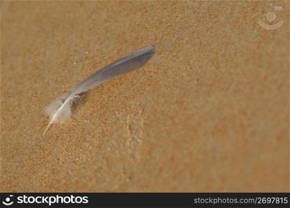 feather on a beach