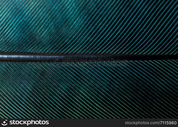 Feather Pattern Background