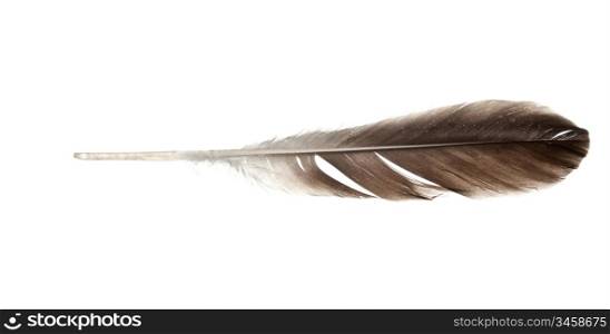 feather quill isolated on white background