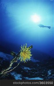 Feather star with silhouette of diver in background