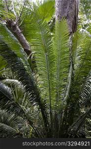 Feathery green palm foliage in front of grey tree trunks