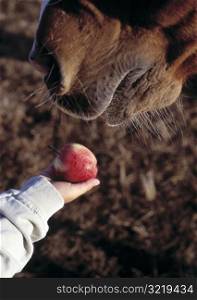 Feeding An Apple to a Horse