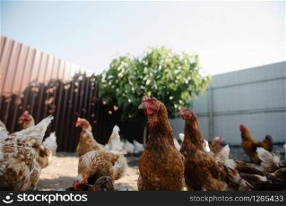 Feeding chickens in the barnyard. The person feeds the hens with grain. Chickens are eaten from the feeders. Feeding chickens in the barnyard. A person feeds chickens with grain