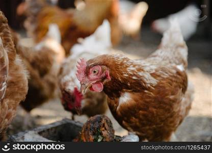 Feeding chickens in the barnyard. The person feeds the hens with grain. Chickens are eaten from the feeders. Feeding chickens in the barnyard. A person feeds chickens with grain