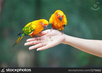 Feeding Colorful parrots sitting on human hand