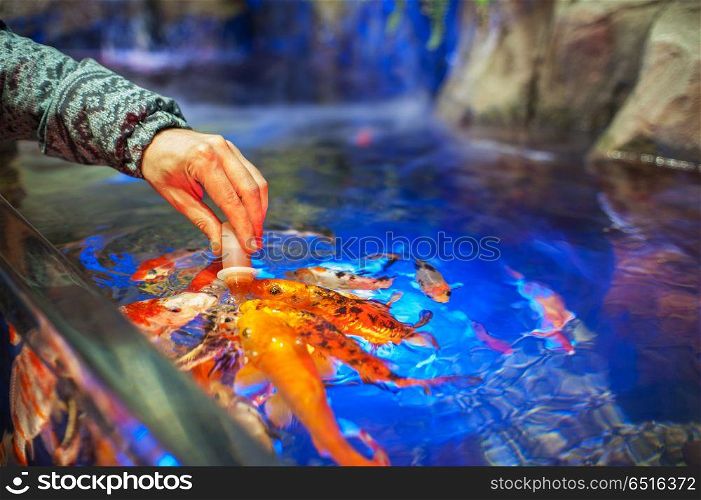 Feeding fish in aquarium. Male hand Feeding fish in aquarium