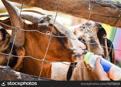 Feeding goat with milk bottle in the farm