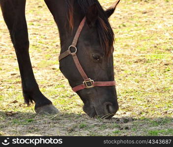 feeding horse , close up