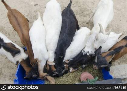 Feeding many goats