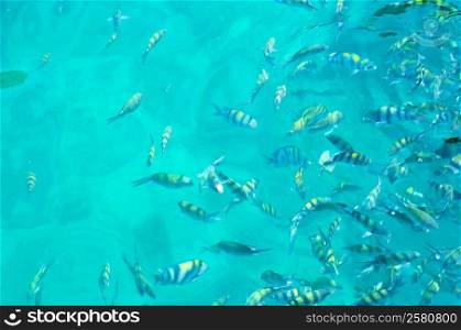 feeding sea fish in blue water